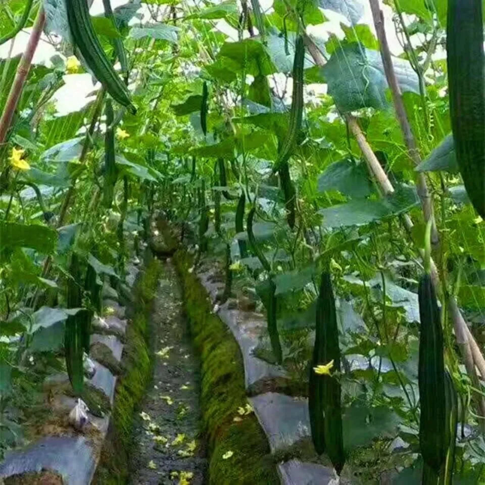 Filet d'escalade de jardin - Support robuste pour fleurs et légumes