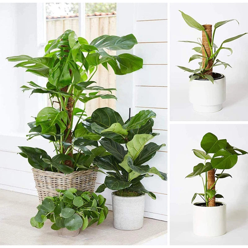 Poteau Totem en coco pour plantes grimpantes 30 à 50 cm support jardin
