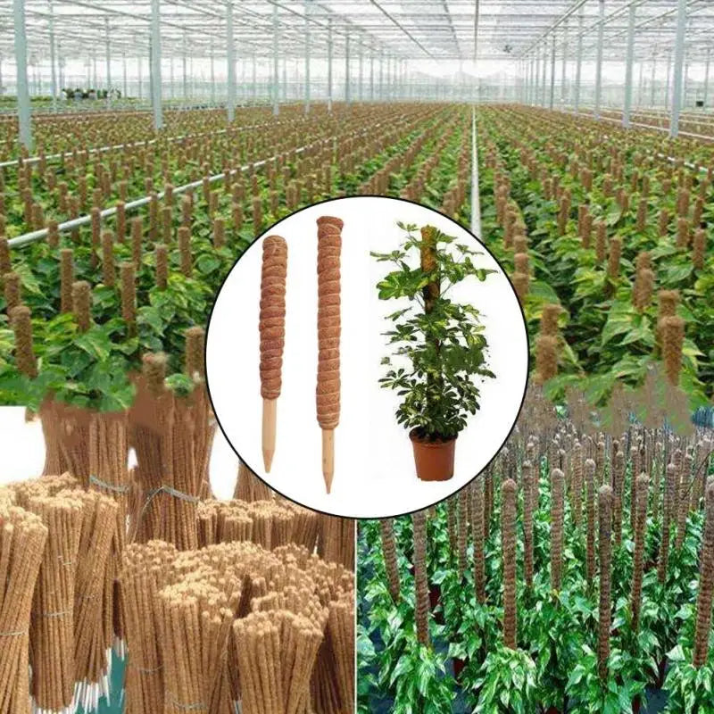 Poteau Totem en coco pour plantes grimpantes 30 à 50 cm support jardin