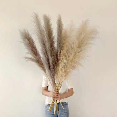 Pluma Herbe de la Pampa Séchée pour une Décoration Naturelle Tendance