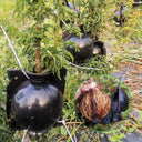 Boules d'enracinement de plantes - Default Title - Plumzi