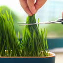 Plateau de Germination d'intérieur Innovant - Jaune base Blanch - Plumzi