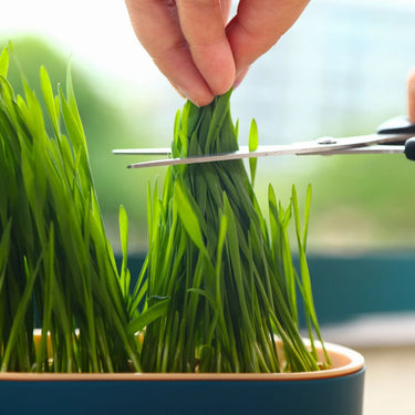 Plateau de Germination d'intérieur Innovant - Jaune base Blanch - Plumzi