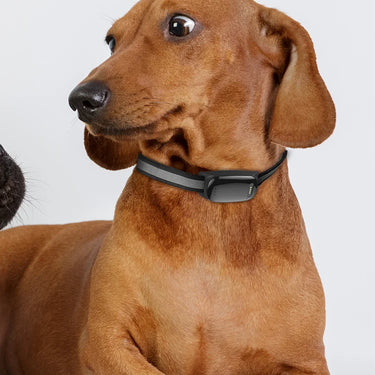 Gadget intelligent DT78 pour animaux GPS localisateur en temps réel