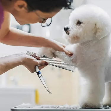 Ensemble de Ciseaux de Toilettage pour Chiens en Acier Inoxydable - Default Title - Plumzi