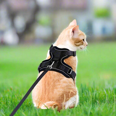 Harnais et laisse pour chat doux et réglable pour marche et ballade - Noir - Plumzi
