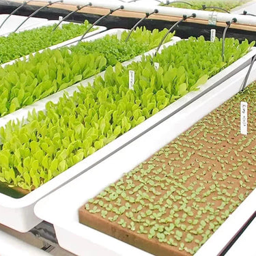 Cubes de culture en laine de roche pour semis - 50 pièces - Plumzi