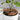 Grille de protection pour Pot de Plante pour jardin et maison - Noir / 19cm / 1 - Plumzi