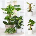 Poteau Totem en coco pour plantes grimpantes 30 à 50 cm support jardin - 30cm / 1 - Plumzi