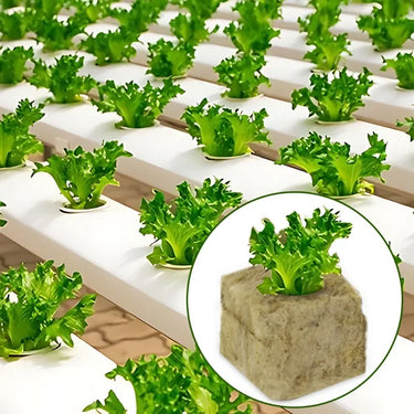 Cubes de culture en laine de roche pour semis - 50 pièces - Plumzi