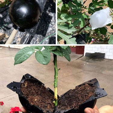 Boules d'enracinement de plantes - Default Title - Plumzi