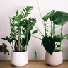 Support Ajustable pour Plantes Grimpantes - 1 Support (24.90 €/ pcs) - Plumzi