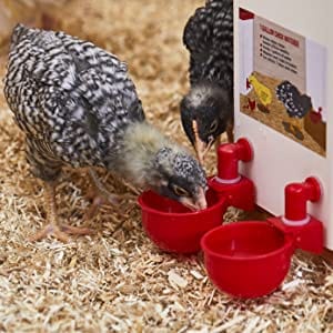 Abreuvoir Automatique pour Volailles Élevées - 4 (+ 1 Offert) - Plumzi