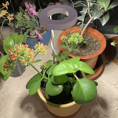 Lampe de Croissance LED d'Intérieur - 2+1 Offerte pour Plantes - 3 Moyennes (max 60cm) - Plumzi