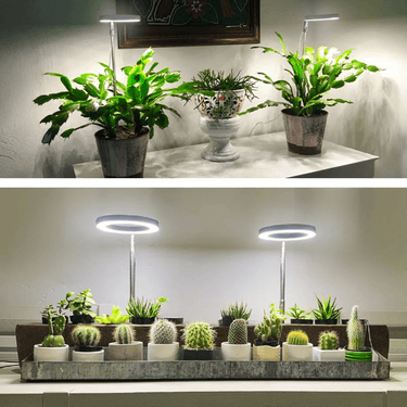 Lampe de Croissance LED d'Intérieur - 2+1 Offerte pour Plantes - 3 Moyennes (max 60cm) - Plumzi