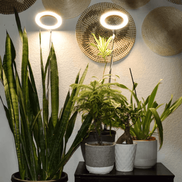 Lampe de Croissance LED d'Intérieur - 2+1 Offerte pour Plantes - 3 Moyennes (max 60cm) - Plumzi