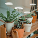 Lampe de Croissance LED d'Intérieur - 2+1 Offerte pour Plantes - 3 Moyennes (max 60cm) - Plumzi