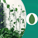 Supports Muraux Esthétiques pour Plantes d'Intérieur et d'Extérieur - Lot de 8 + 2 Offerts - Plumzi