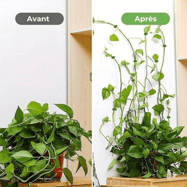 Supports Muraux Esthétiques pour Plantes d'Intérieur et d'Extérieur - Lot de 8 + 2 Offerts - Plumzi