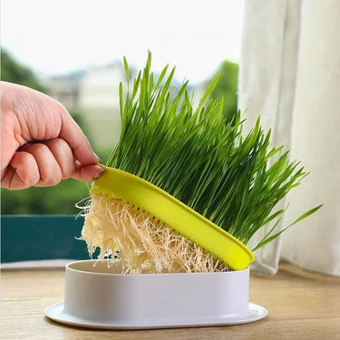 Plateau de Germination d'intérieur Innovant - Jaune base Blanch - Plumzi